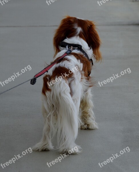 Dog Cavalier King Charles Spaniel Funny Pet Animal