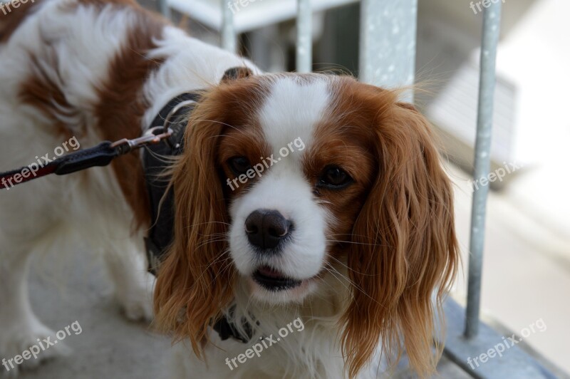 Dog Cavalier King Charles Spaniel Funny Pet Animal