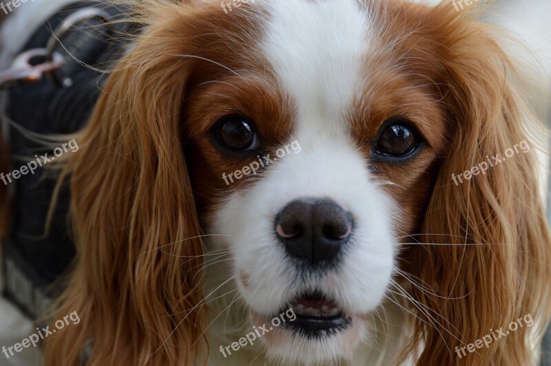 Dog Cavalier King Charles Spaniel Funny Pet Animal