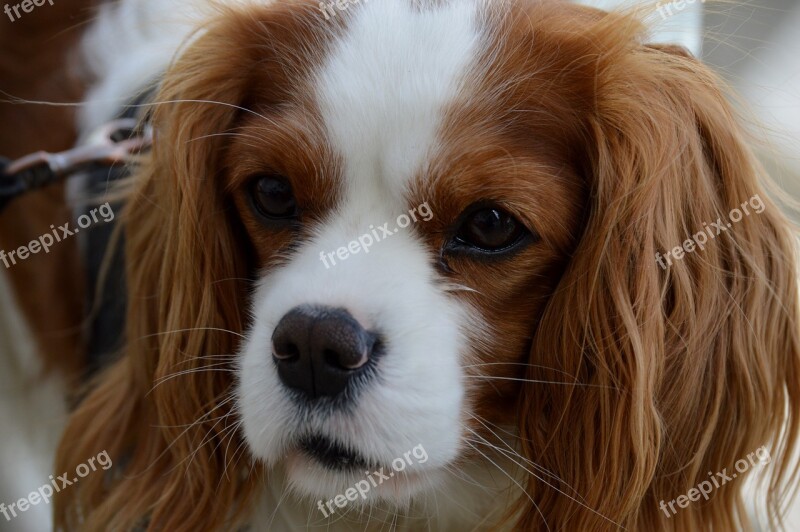 Dog Cavalier King Charles Spaniel Funny Pet Animal