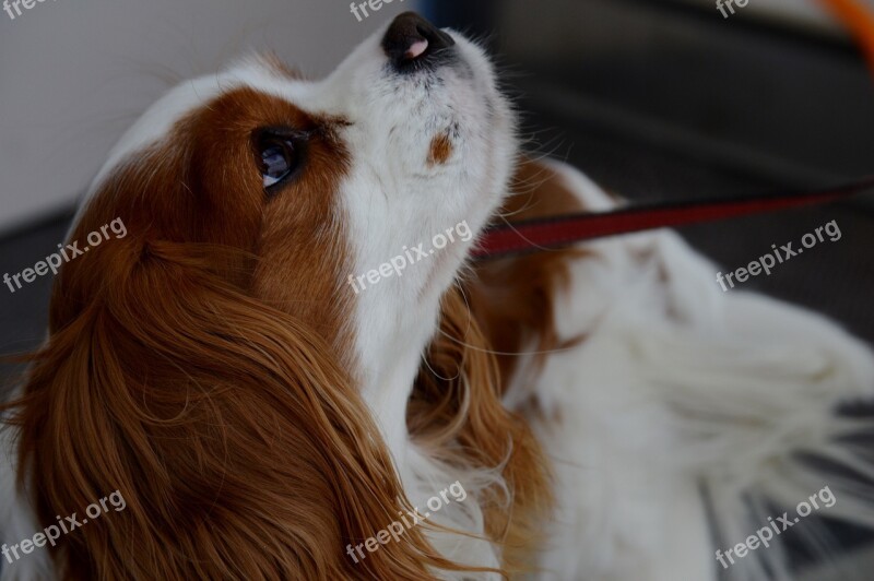 Dog Cavalier King Charles Spaniel Funny Pet Animal