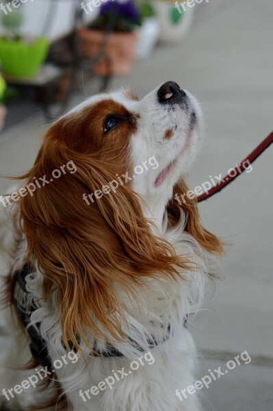 Dog Cavalier King Charles Spaniel Funny Pet Animal