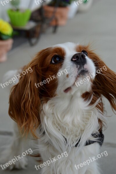 Dog Cavalier King Charles Spaniel Funny Pet Animal