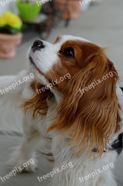 Dog Cavalier King Charles Spaniel Funny Pet Animal