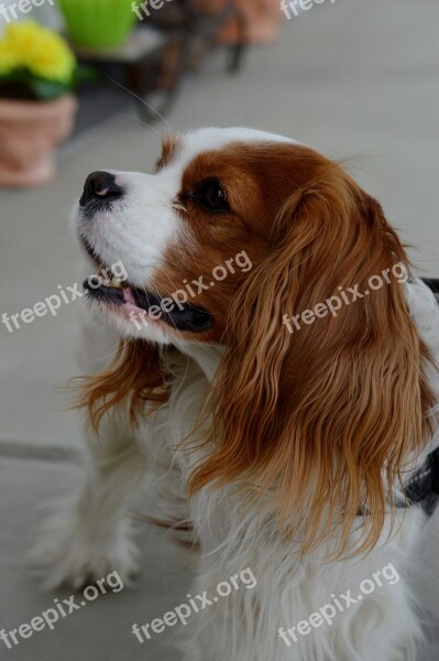 Dog Cavalier King Charles Spaniel Funny Pet Animal