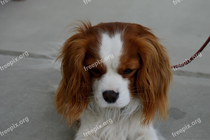 Dog Cavalier King Charles Spaniel Funny Pet Animal