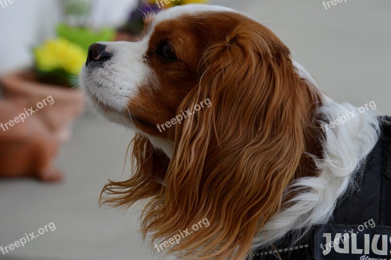 Dog Cavalier King Charles Spaniel Funny Pet Animal