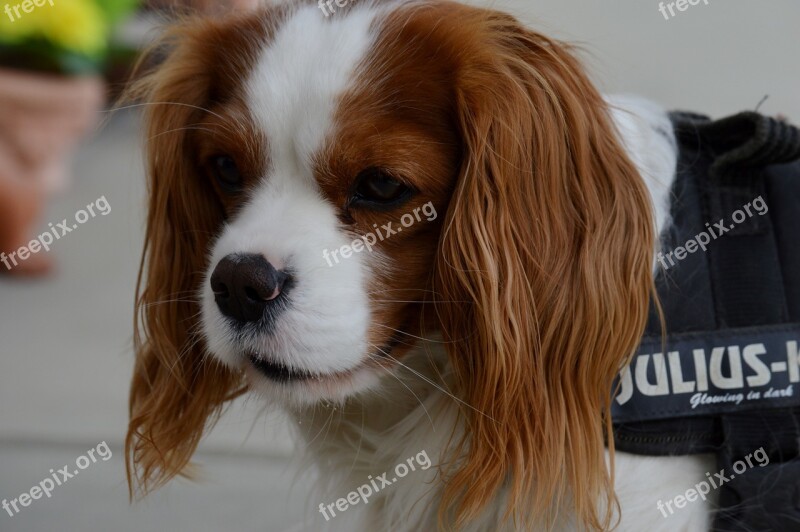 Dog Cavalier King Charles Spaniel Funny Pet Animal