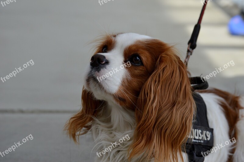 Dog Cavalier King Charles Spaniel Funny Pet Animal