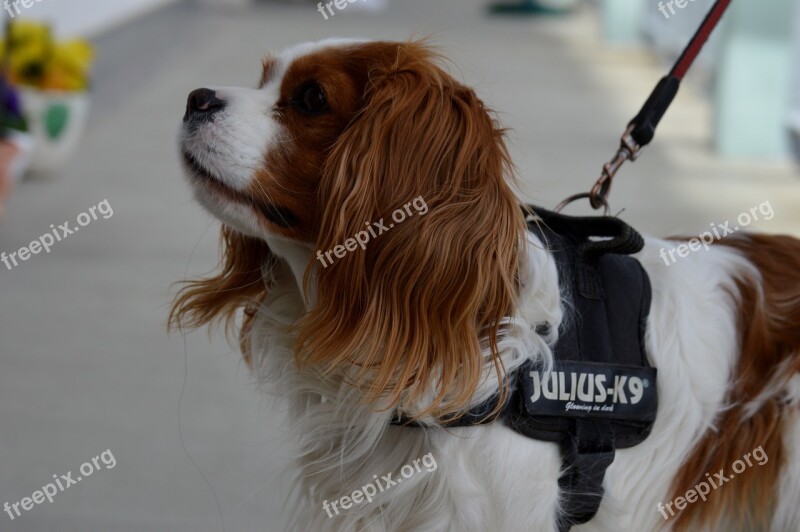 Dog Cavalier King Charles Spaniel Funny Pet Animal