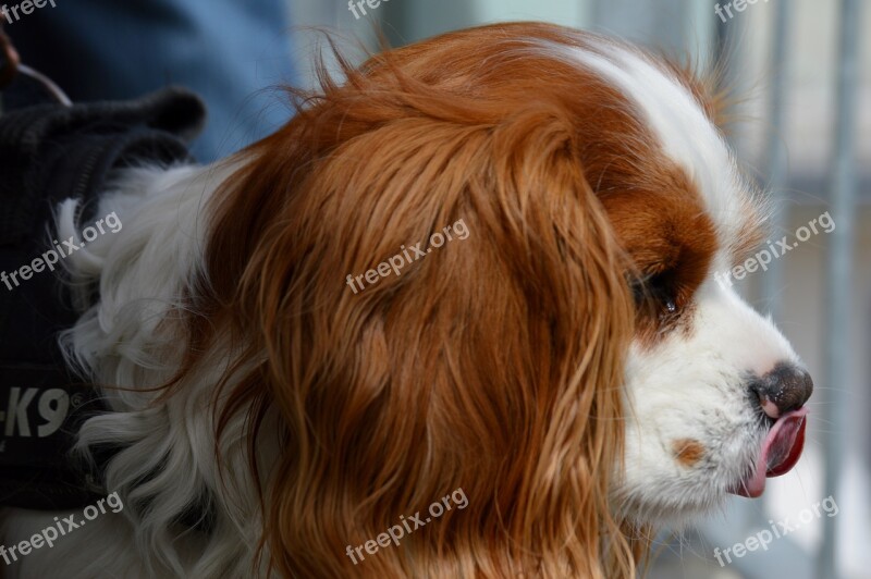 Dog Cavalier King Charles Spaniel Funny Pet Animal