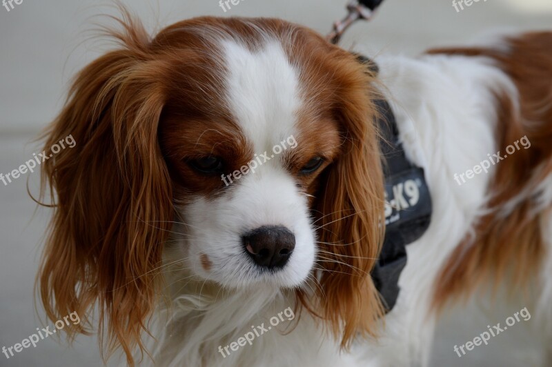 Dog Cavalier King Charles Spaniel Funny Pet Animal