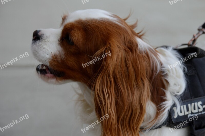 Dog Cavalier King Charles Spaniel Funny Pet Animal