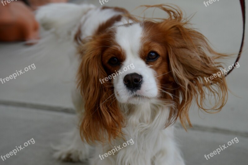 Dog Cavalier King Charles Spaniel Funny Pet Animal