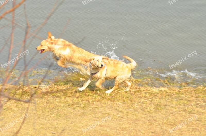 Dog Jumping River Splash Free Photos