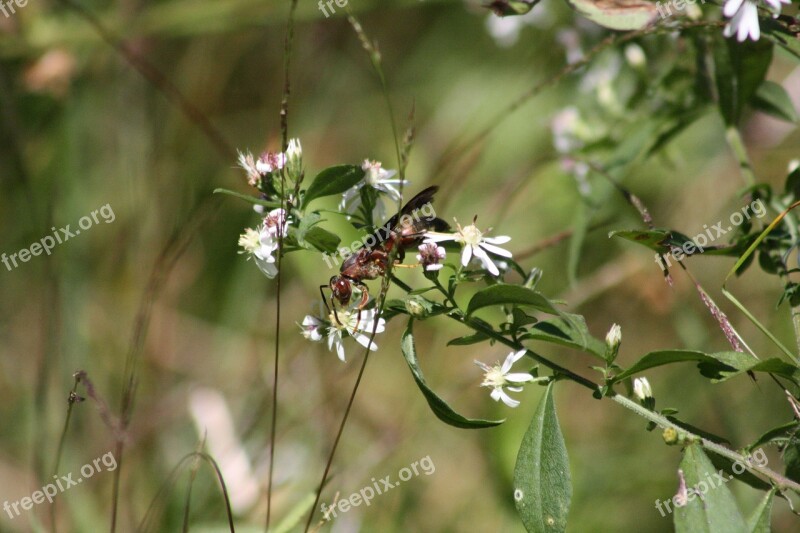 Wasp White Flower Bugs Life Free Photos