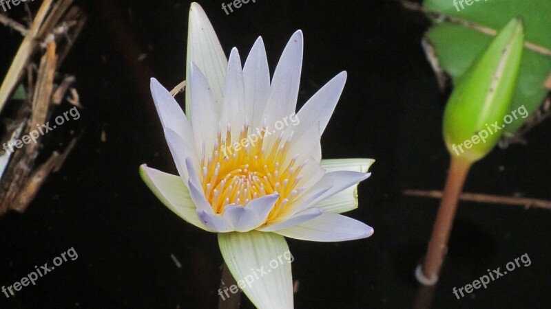 Water Lily Blossom Bloom Aquatic Plant Free Photos