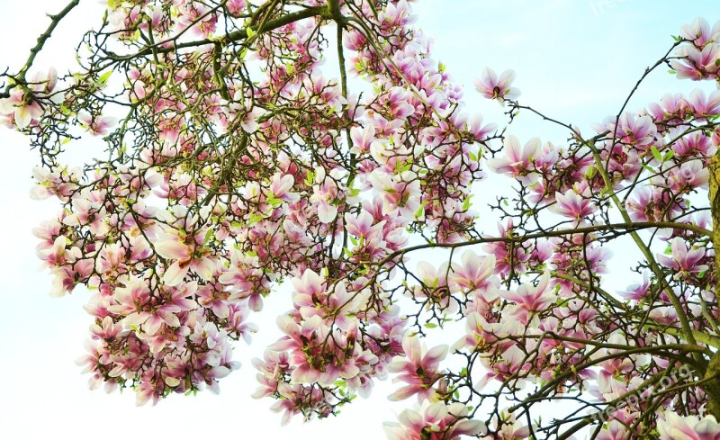 Magnolia Magnolia Tree Flowers Pink Magnolia Flowers