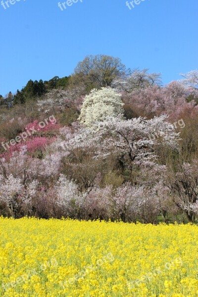 Fukushima Cherry Blossom Viewing Mountains Cherry Blossoms Abe Koichiro Watari