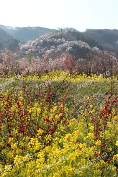 Fukushima Cherry Blossom Viewing Mountains Rape Blossoms Abe Koichiro Watari