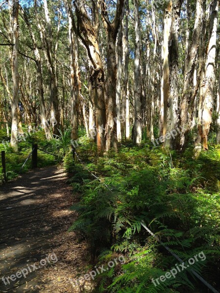 Centennial Park Sydney Woods Path Free Photos