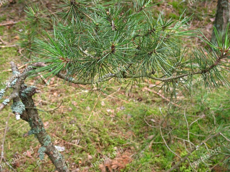 Branch Pine Needles Green Tree