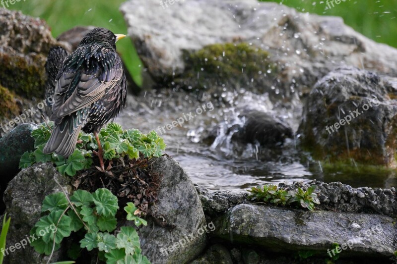 Star Bird Bath Nature Water Free Photos