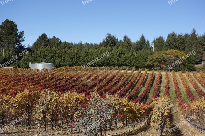 Vineyard Grapes Winery Landscape Countryside