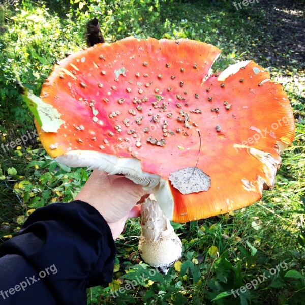 Fly Agaric Autumn Red Free Photos