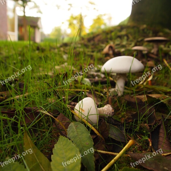 Mushrooms White Grass Tree Autumn