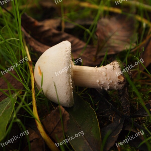 Cases Mushroom Are Fall Over Grass