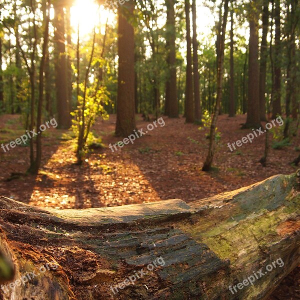 Evening Forest Sun Sunset Trees