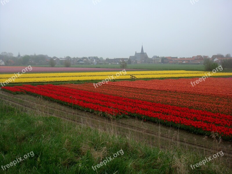 Tulip Fields Colors Bulbs Church Landscape