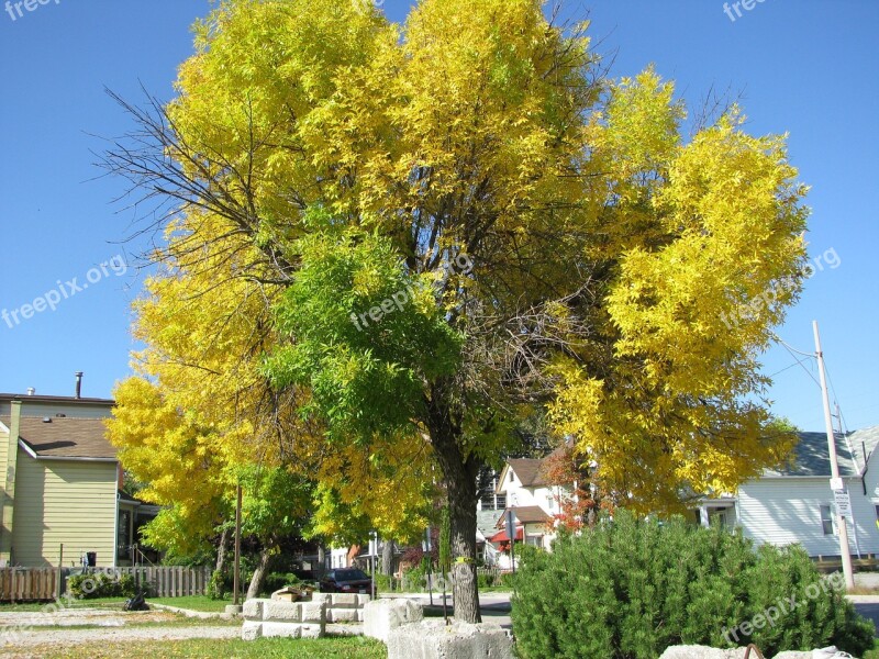 Tree Changing Nature Color Foliage