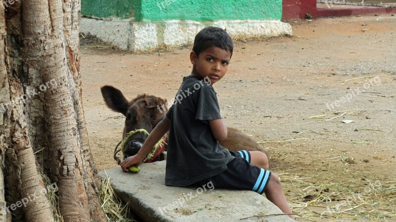 Child With Calf India Is Boy Calf