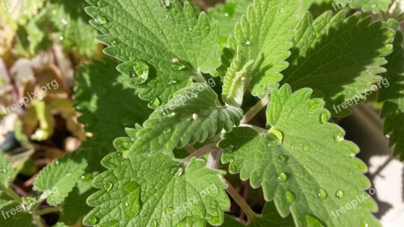 Nepeta Cataria Catnip Catmint Nepeta Cataria