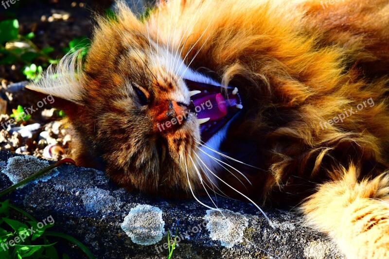 Cat Wild Tooth Animal Free Photos