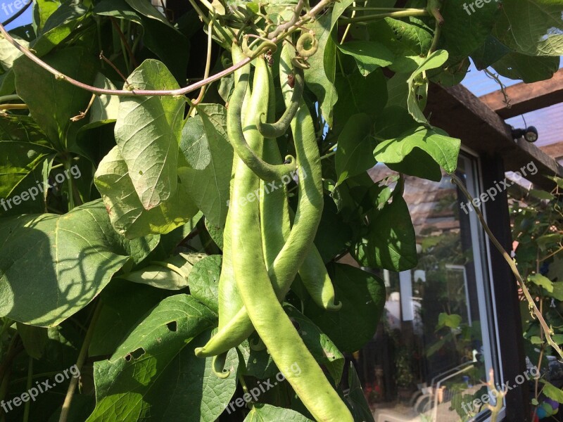 Beans Vegetables Food Green Harvest