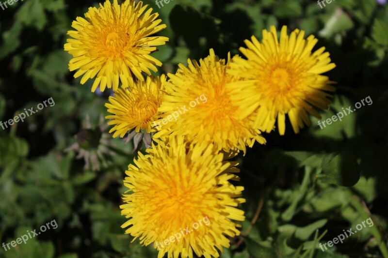 Dandelion Nature Flower Yellow Pointed Flower