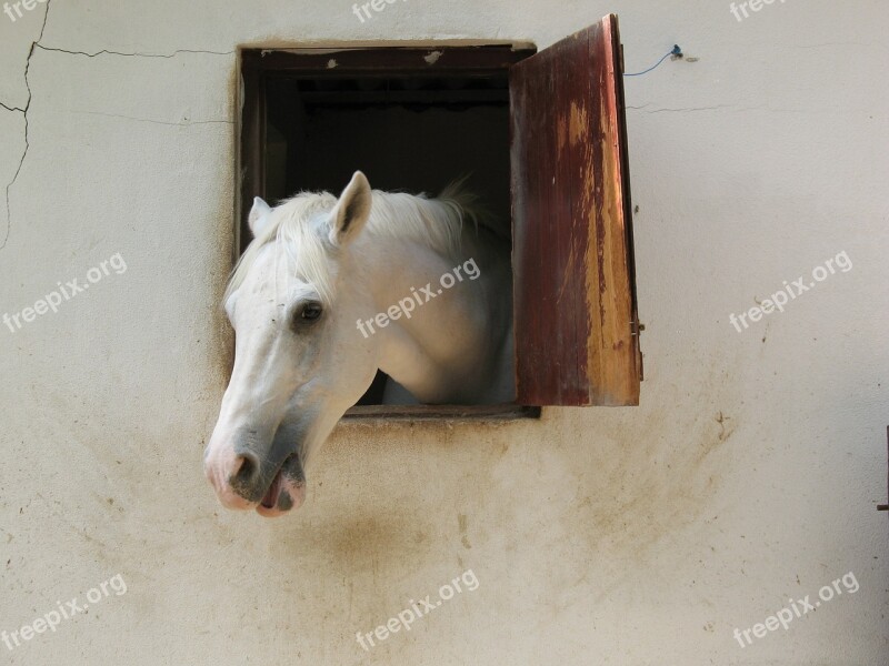 Horse Mare Ride Farm Nature