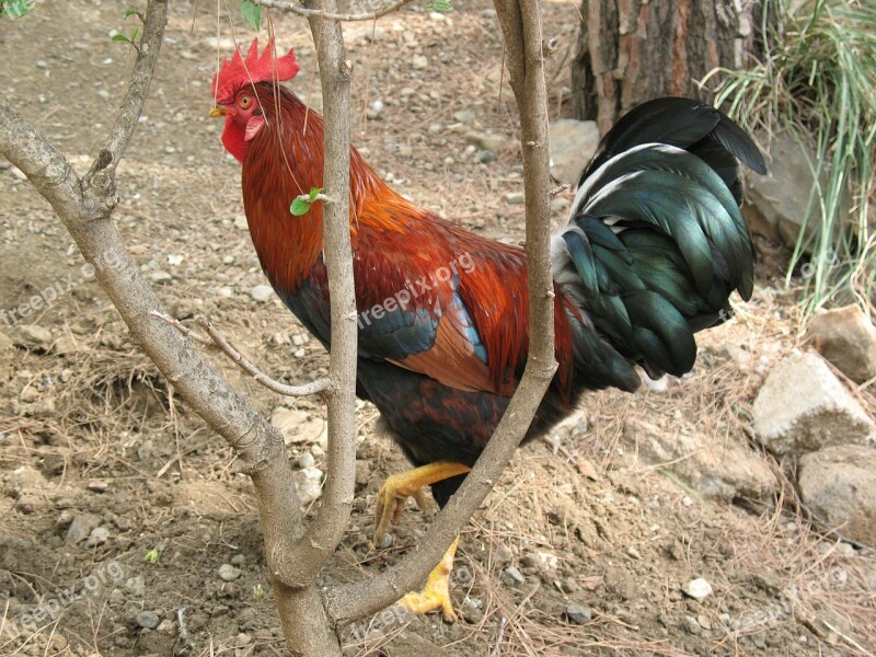 Cock Economy Village Birds Subsistence Farming