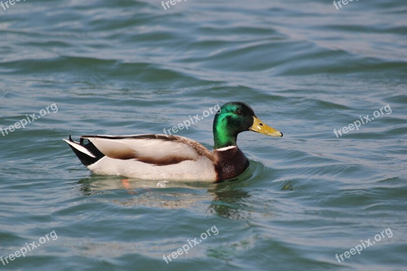 Duck Wild Glossy Feathers Floats Free Photos