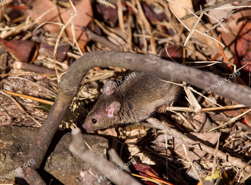 Antechinus Marsupial Mouse Marsupial Native Australia