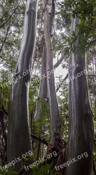 Gum Trees Eucalypts Wet Rain Trunks