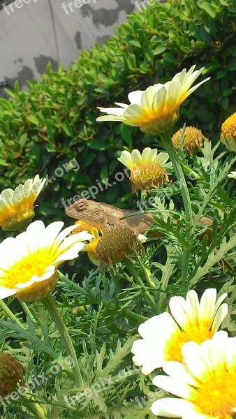 Greenery Garden Insect Attitude Flower