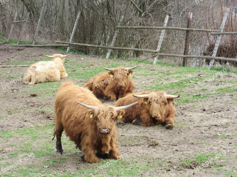 Highland Cattle Pasture Scottish Highland Cattle Shaggy Fur