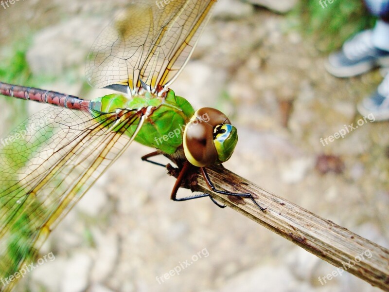 Dragonfly Nature Insects Bugs Wing