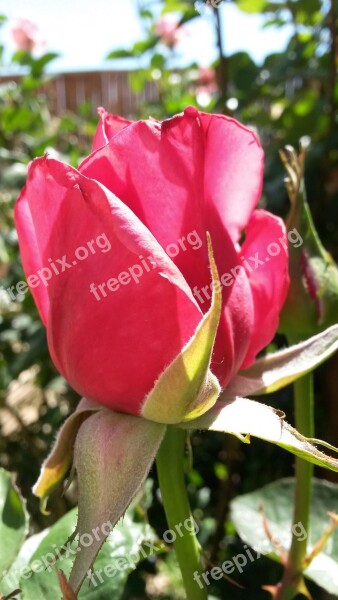 Pink Rose Sky Rose Nature Summer