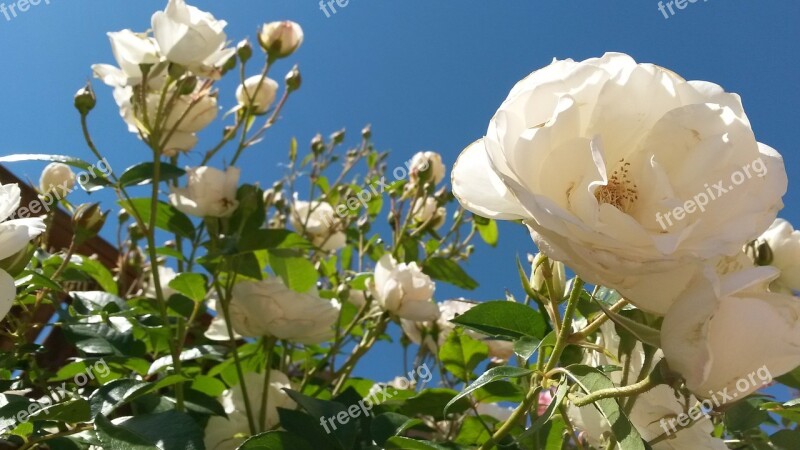 White Roses Sky White Roses Flower White Blue