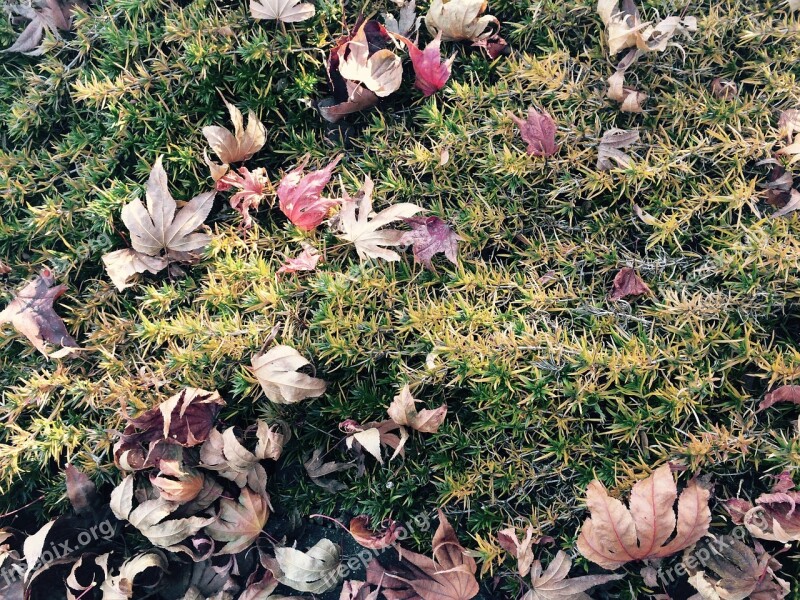 Leaves Autumn Autumn Leaves Wood Leaf